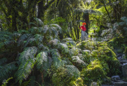 New Zealand 2025 (2 group) (12/84)